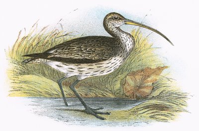 Curlew obecný od English School