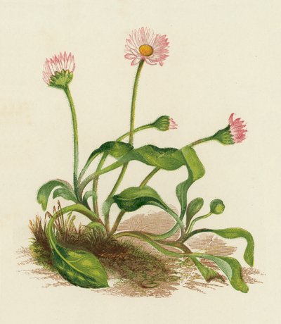 Sedmikráska obecná, Bellis perennis (barevná litografie) od English School