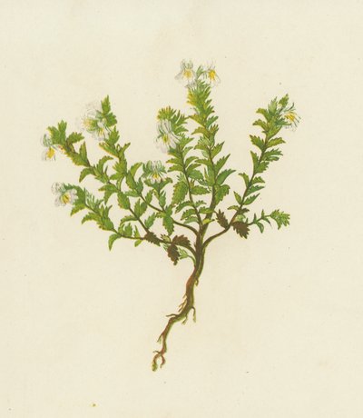 Světlík lékařský, Euphrasia Officinalis (barevná litografie) od English School