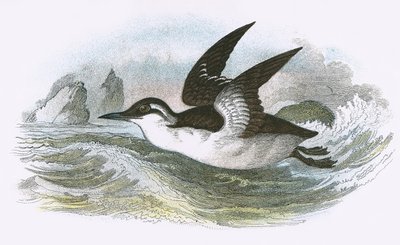 Guillemot obecný od English School
