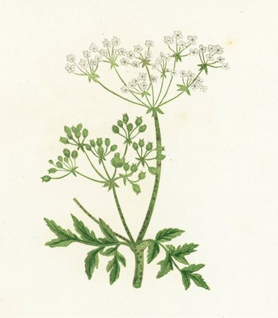 Hemlock, Conium Maculatum od English School