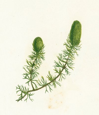 Zoborožec obecný, Ceratophyllum Demersum od English School