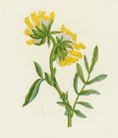 Společná ledvinová vich, anthyllis zranirie (Color Litho) od English School