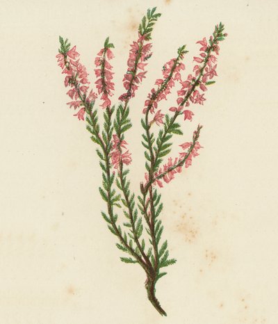 Vřes obecný, Calluna vulgaris (barevná litografie) od English School