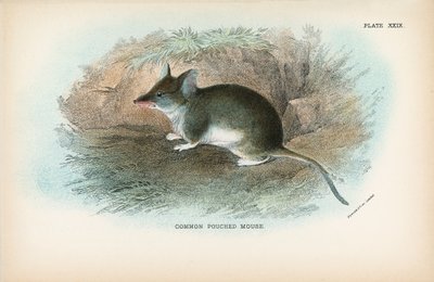 Pouched Mouse od English School