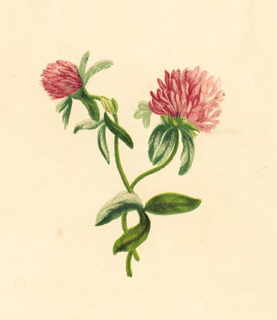 Trojlístek nachový, Trifolium Pratense od English School