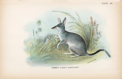 Králík-Bandicoot obecný od English School