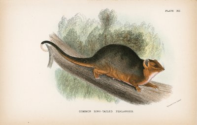 Obyčejný Ring-Tailed Phalanger od English School