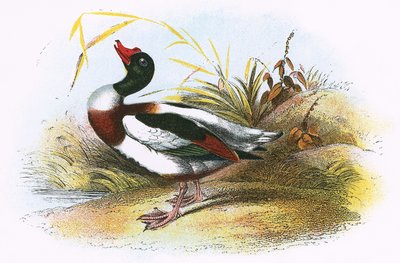 Shelduck obecný od English School