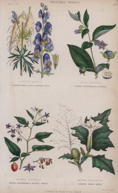 Obyčejná vlčí zhouba nebo mnišská kapuce; Deadly Nightshade nebo Dwale; Woody Nightshade nebo Bitter Sweet; Trnovník obecný (barevné rytí) od English School