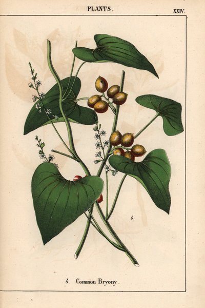 Bryony obecná se zlatými bobulemi. Bryonia alba   , z „Poučné obrázkové knihy aneb lekce ze světa zeleniny“, [Charlotte Mary Yonge], Edinburgh od English School