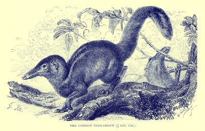 Stromovec obecný, ilustrace z "The Royal Natural History" (litografie) od English School