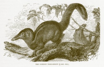 Rejsek obecný, ilustrace z Královské přírodní historie od English School