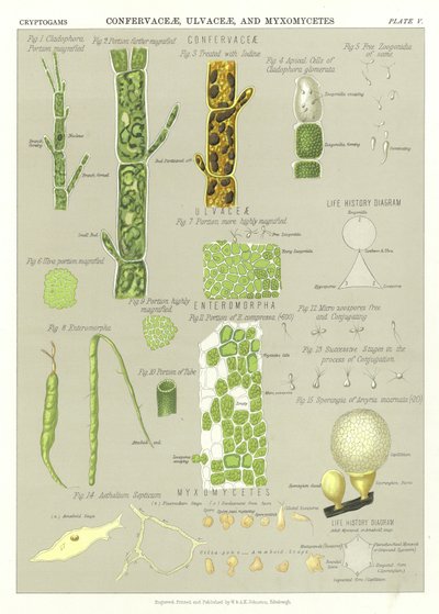 Confervaceae, Ulvaceae a Myxomycetes od English School