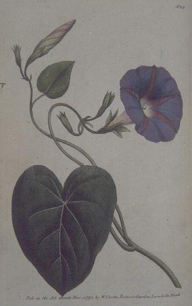 Convolvulus major, nebo Purple Bind Weed (Convolvulus purpureus), deska 113 od Williama Curtise 