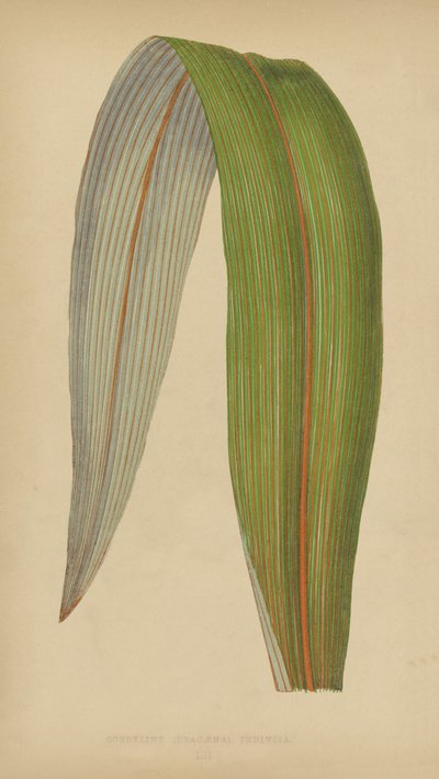 Cordyline (Dracaena) Nerozdělená od English School