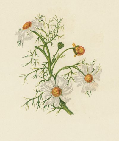 Feverfew kukuřičná, Pyrethrum Inodorum (barva lito) od English School
