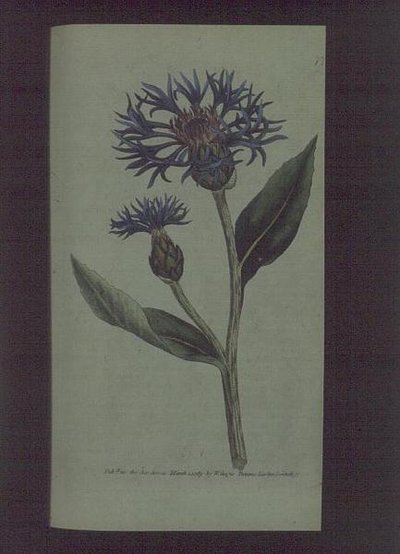 Chrpa (Centaurea montana), talíř 77 od Williama Curtise 