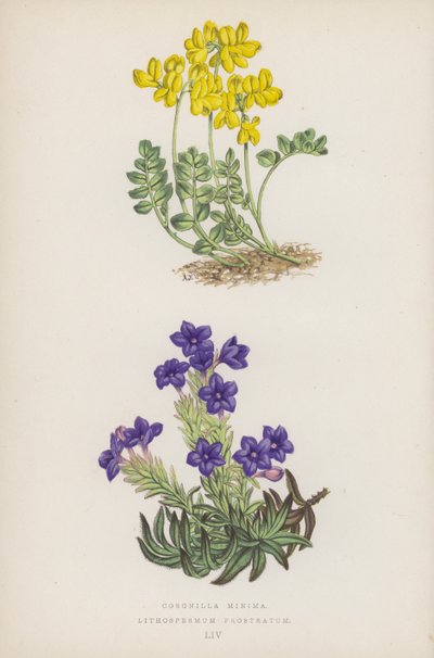 Malé korunky; Lithospermum Prostratum (barevné lito) od English School