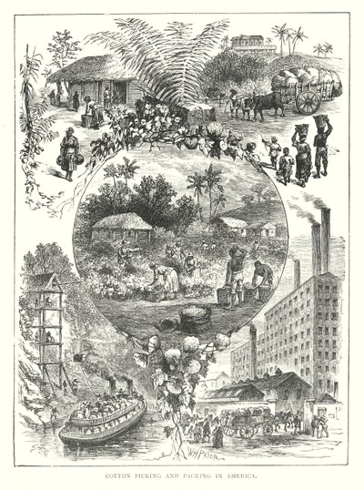 Sběr a balení bavlny v Americe (rytina) od English School