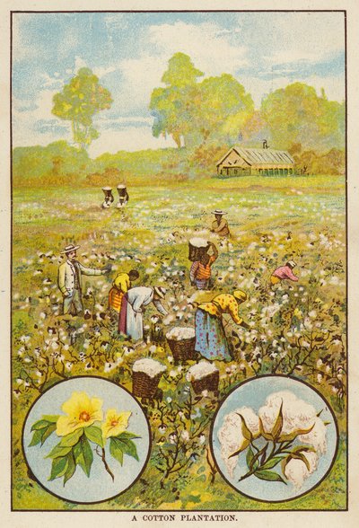 Bavlníková plantáž (barevná litografie) od English School