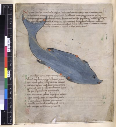 Bavlna Tiberius B. V, Část I fol. 38v Souhvězdí Delphina z „Ciceronova Aratu“ od English School