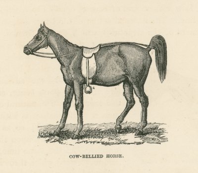 Kůň s kravským břichem (rytina) od English School