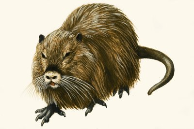 Coypu od English School