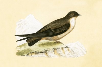 Vlaštovka obecná, ilustrace z knihy "A History of the Birds of Europe Not Observed in the British Isles" od Charlese Roberta Bree (1811-86), vydáno 1867. od English School