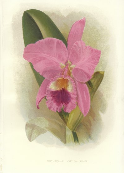 Crimson Cattleya od English School