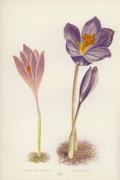Crocus Nudiflorus; C Speciosus (barva lito) od English School