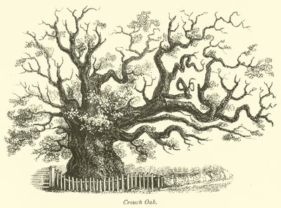 Crouch Oak od English School