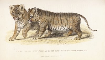 Mláďata odchovaná mezi lvem a tygřicí, tři měsíce stará, 1827-1835 od English School