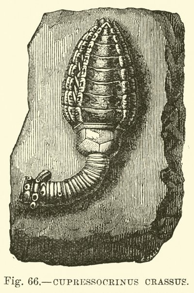 Cypressocrinus od English School