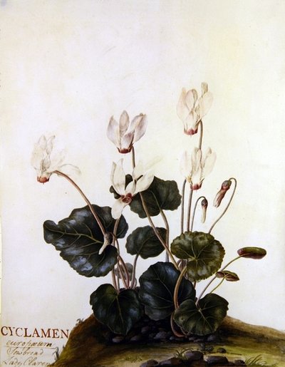 Cyclamen Evropská prasnice Lady Clarendon (akvarel na pergamenu) od English School