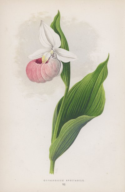 Cypripedium Spectabile (barevné lito) od English School