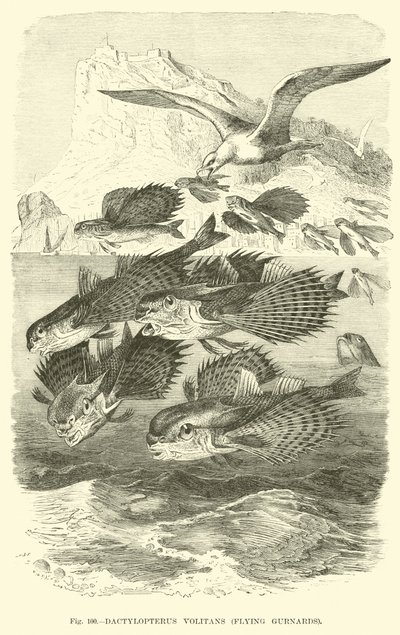 Dactylopterus Volitans, létající strážci od English School