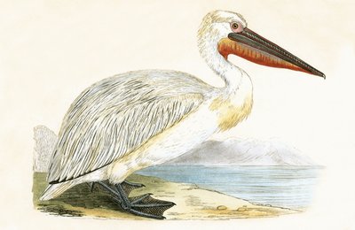 Pelikán dalmatský, ilustrace z „Historie ptáků Evropy nepozorovaných na Britských ostrovech“ od Charlese Roberta Bree (1811-86), vydáno 1867 od English School
