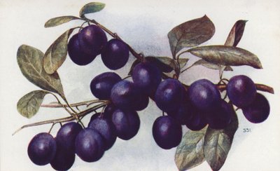 Damson, "The Merryweather" (barevná litografie) od English School