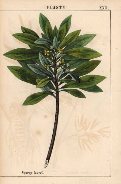 Daphne laureola nebo Spurge-laurel   , z „Poučné obrázkové knihy aneb lekce ze světa zeleniny“, [Charlotte Mary Yonge], Edinburgh od English School