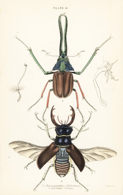 Darwinův brouk, roháč Grantův nebo roháč chilský, Chiasognathus grantii 1, a roháč evropský, Lucanus cervus od English School