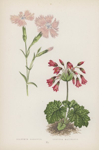Dianthus Gallicus; Cortusa Matthioli (barva litho) od English School