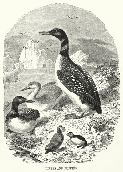 Potápěči a puffini (rytina) od English School