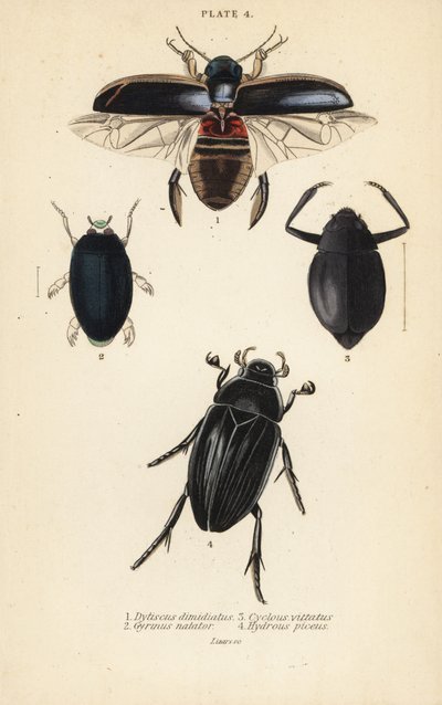 Potápěčský brouk Dytiscus dimidiatus 1, vřetenovec obecný, Gyrinus natator 2, Cyclous vittatus 3 a vodní stříbřitý, Hydrophilus piceus 4 od English School
