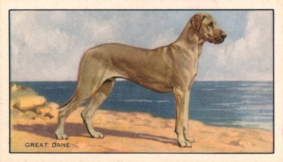 Psi: Německá doga (barevná litografie) od English School