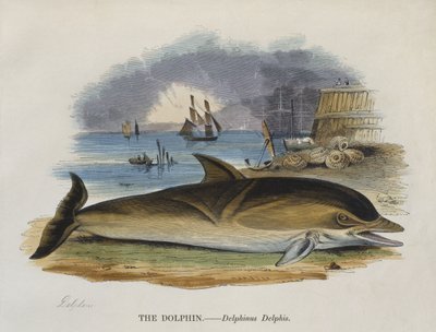 Delfín na břehu, 1823 (barevná rytina) od English School