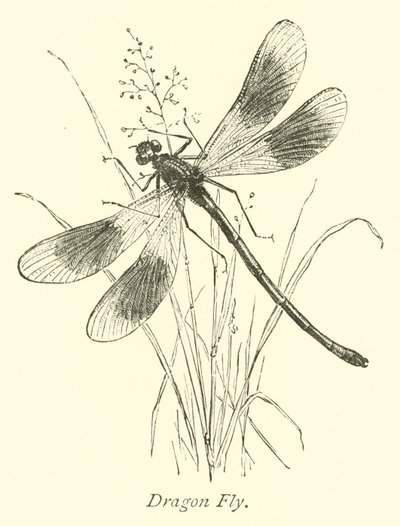 Dragon Fly od English School