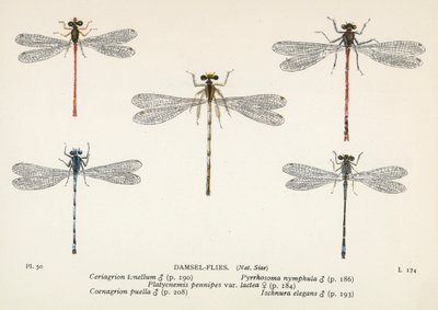 Vážky: Damsel-Flies (barevná litografie) od English School
