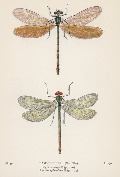 Vážky: Damsel-Flies (barevná litografie) od English School