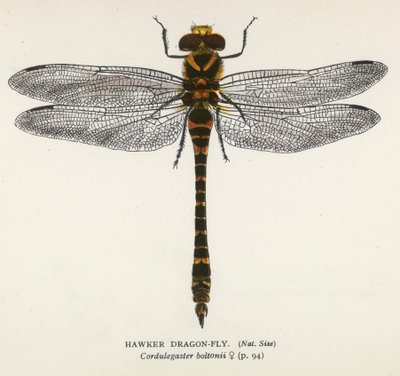 Vážky: Hawker Dragon-Fly (barevná litografie) od English School